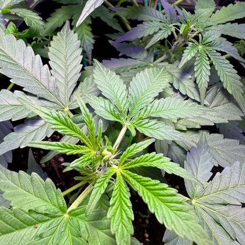 hamnesia haze from ermafrodite  growlog timeline photo