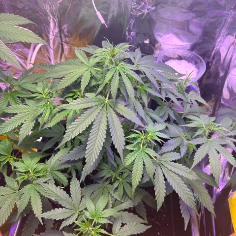 hamnesia haze from ermafrodite  growlog timeline photo