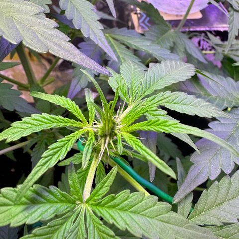 hamnesia haze from ermafrodite  growlog timeline photo