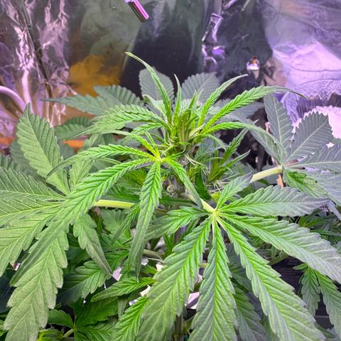 hamnesia haze from ermafrodite  growlog timeline photo