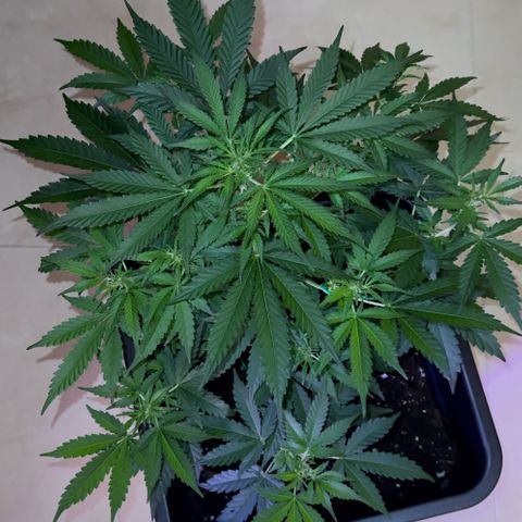 hamnesia haze from ermafrodite  growlog timeline photo