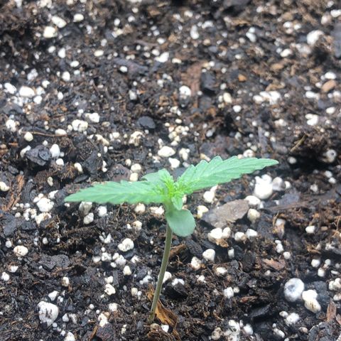 Zkittles growlog photo: One week old