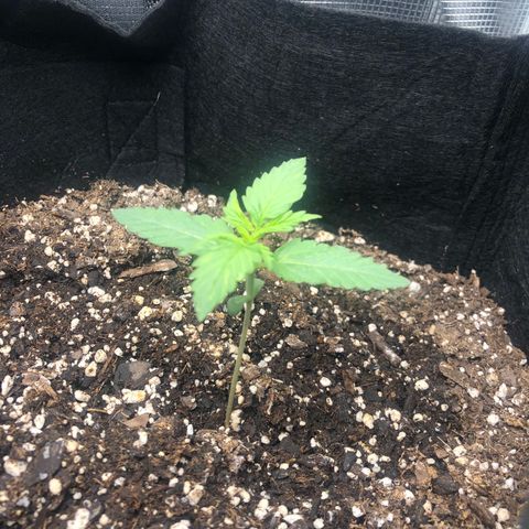 Zkittles growlog timeline photo