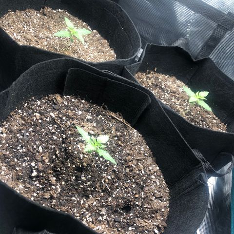 Zkittles growlog timeline photo