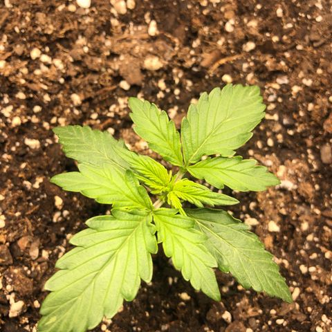 Zkittles growlog timeline photo
