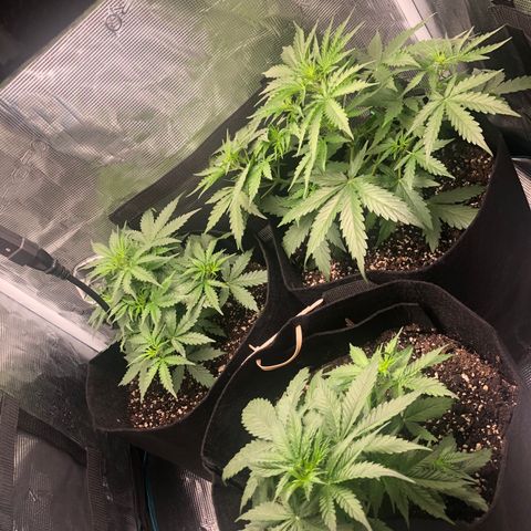 Zkittles growlog timeline photo