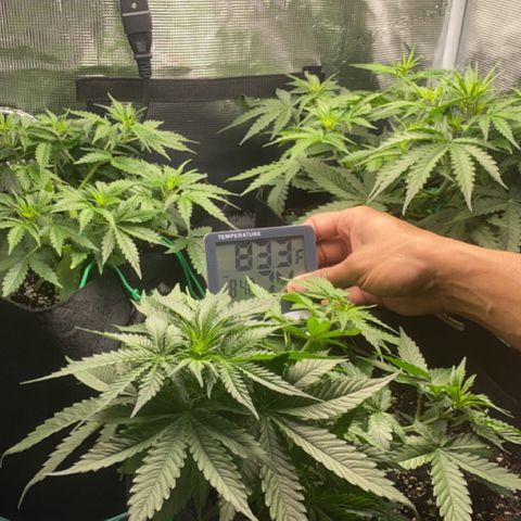 Zkittles growlog timeline photo