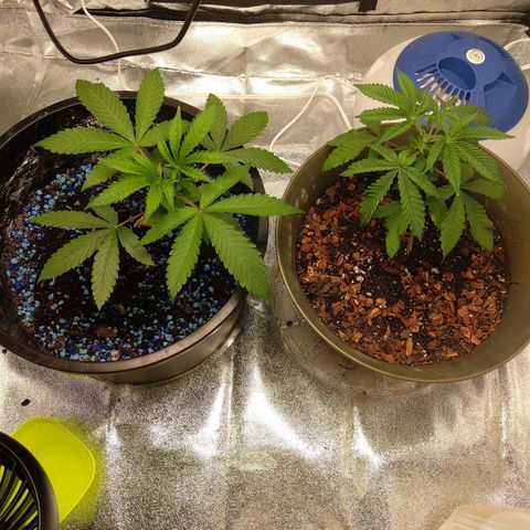 Unknown strain growlog photo