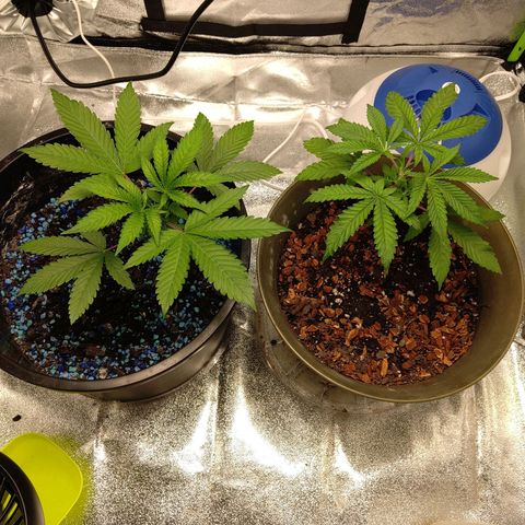 Unknown strain growlog photo