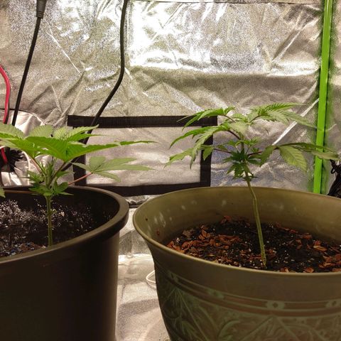 Unknown strain growlog photo