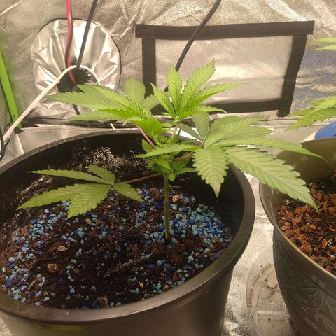 Unknown strain growlog timeline photo