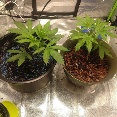Unknown strain growlog photo
