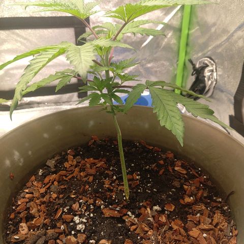 Unknown strain growlog photo