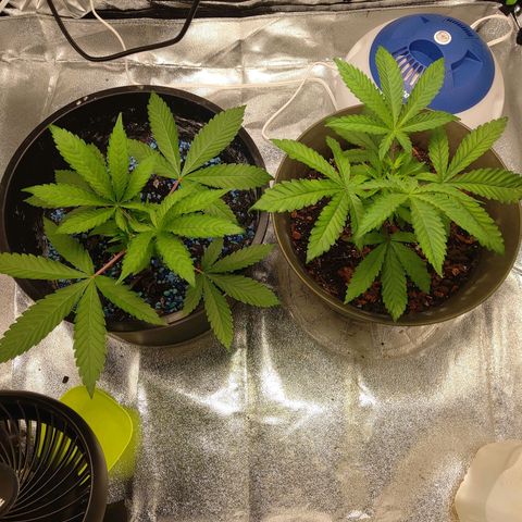 Unknown strain growlog timeline photo