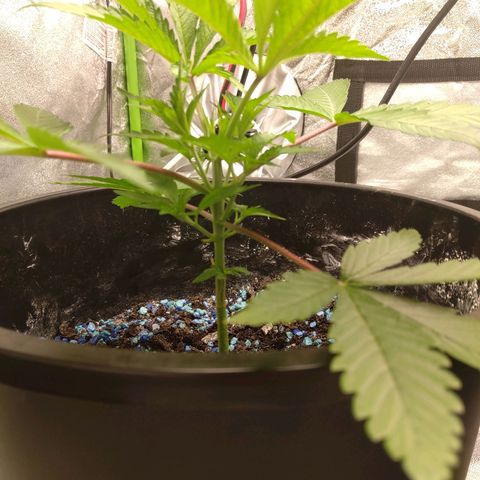 Unknown strain growlog timeline photo