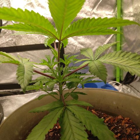 Unknown strain growlog timeline photo
