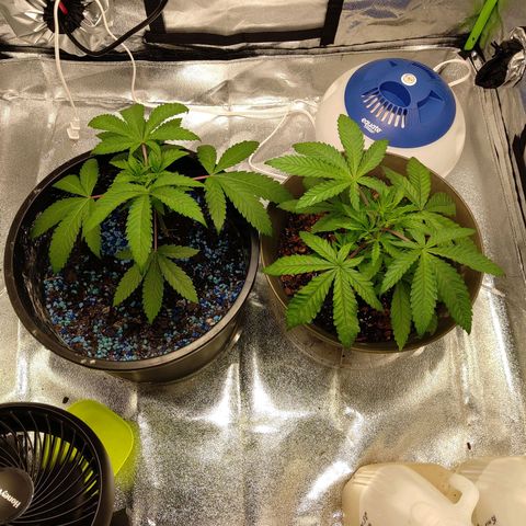 Unknown strain growlog timeline photo