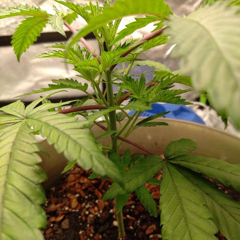 Unknown strain growlog timeline photo