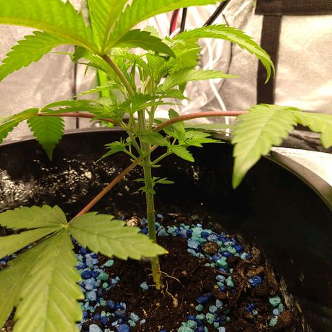 Unknown strain growlog timeline photo