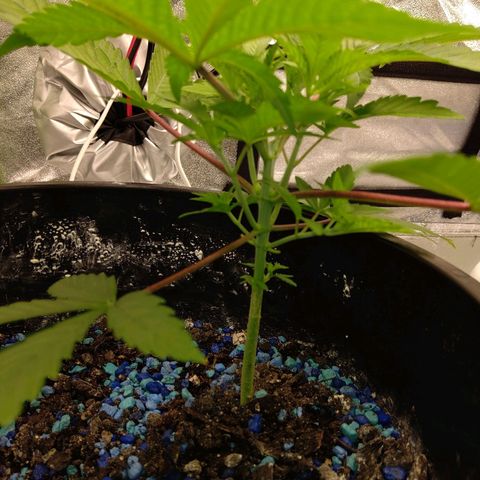 Unknown strain growlog timeline photo