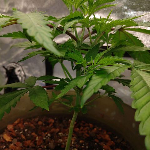 Unknown strain growlog timeline photo