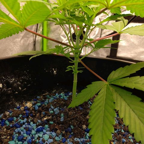 Unknown strain growlog timeline photo