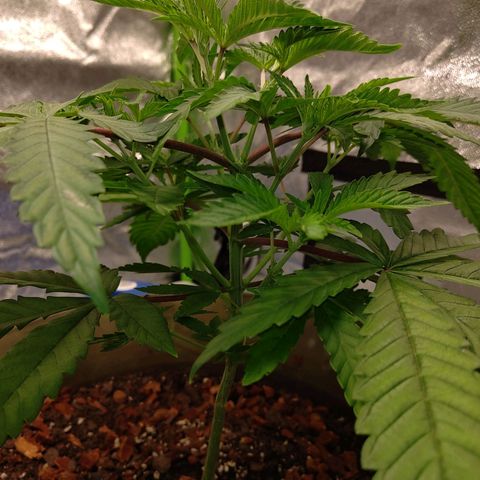 Unknown strain growlog timeline photo