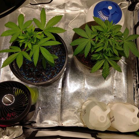 Unknown strain growlog timeline photo