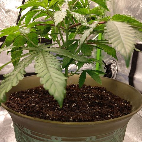 Unknown strain growlog timeline photo