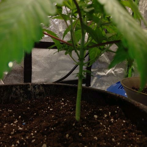Unknown strain growlog timeline photo