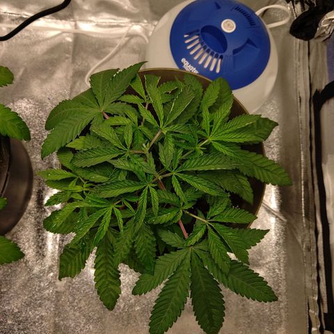 Unknown strain growlog timeline photo