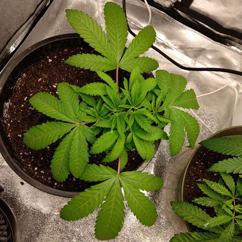 Unknown strain growlog timeline photo