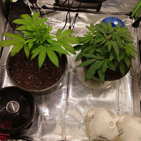 Unknown strain growlog timeline photo