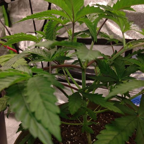 Unknown strain growlog timeline photo