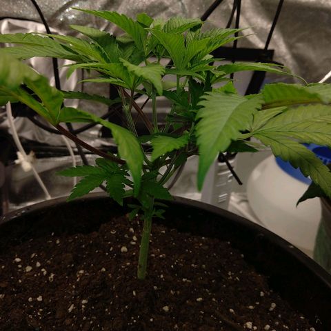 Unknown strain growlog timeline photo