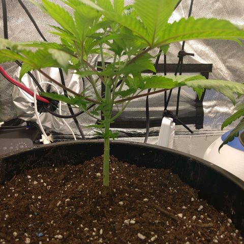 Unknown strain growlog timeline photo