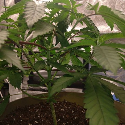 Unknown strain growlog timeline photo