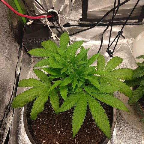 Unknown strain growlog timeline photo