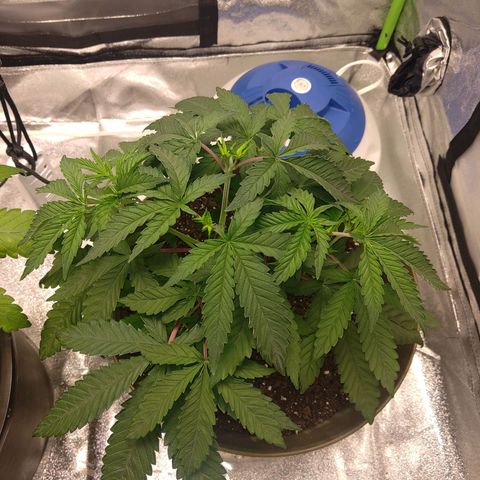 Unknown strain growlog timeline photo