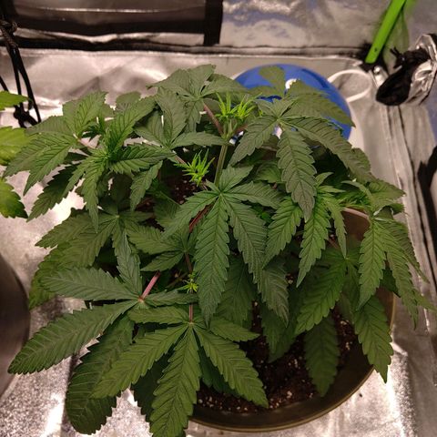Unknown strain growlog timeline photo