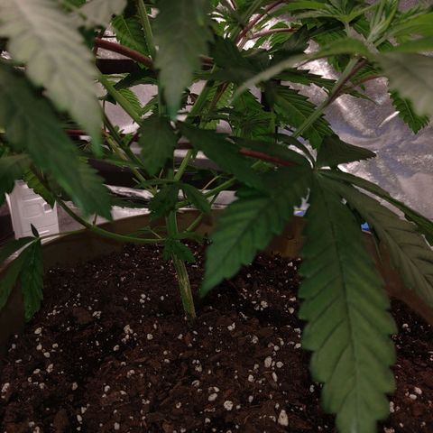 Unknown strain growlog timeline photo