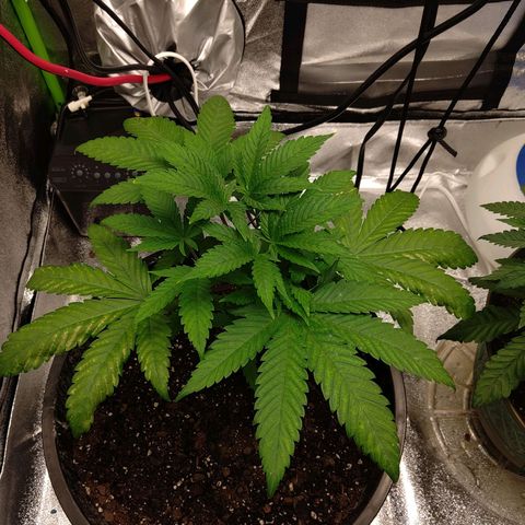 Unknown strain growlog timeline photo