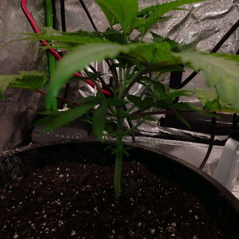 Unknown strain growlog timeline photo