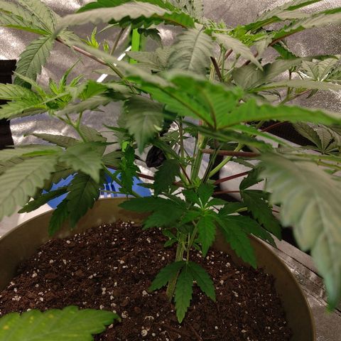 Unknown strain growlog timeline photo