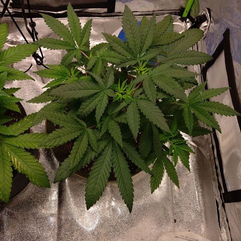 Unknown strain growlog timeline photo