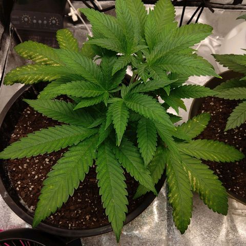Unknown strain growlog timeline photo