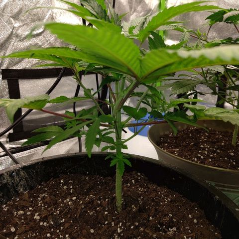 Unknown strain growlog timeline photo