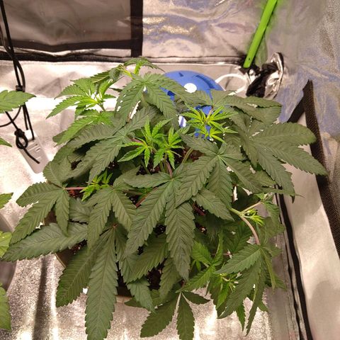 Unknown strain growlog timeline photo