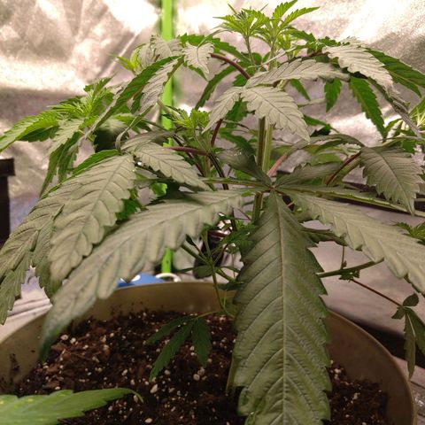 Unknown strain growlog timeline photo