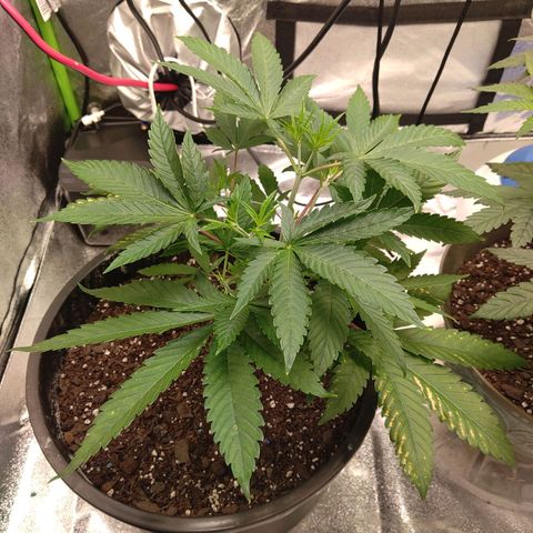 Unknown strain growlog timeline photo